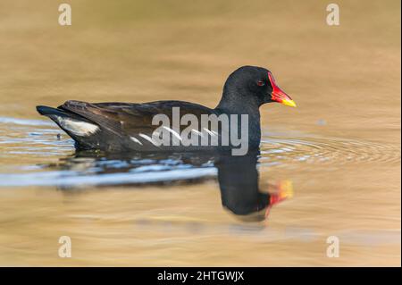 Moorhen oder Marsh Hen, Gallinula chloropus auf dem Wasser Stockfoto