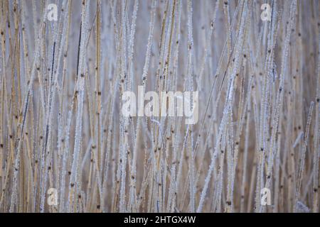 Stängel aus trockenem Schilf, bedeckt mit Frost an einem frostigen Wintertag, natürlicher Hintergrund Stockfoto