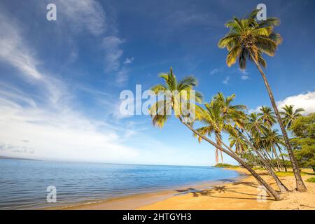 Einen Sandstrand, ruhige Strand und Palmen an Kakahaia Beach Park, Insel Molokai, Hawaii, Vereinigte Staaten von Amerika, Pazifik. Stockfoto
