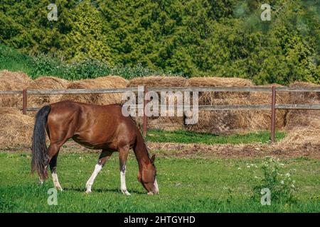 Braunes Pferd frisst Gras auf einer Wiese auf dem Hintergrund von Zaun und Heu Stockfoto