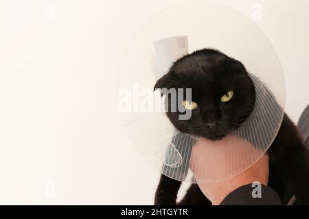 Katze in einem Anti Bite Sicherheit Halsband . Schwarze Katze in den Händen eines Tierarztes auf weißem Hintergrund.Heilung Schutzkegel für Haustiere.Untersuchung Katze Stockfoto