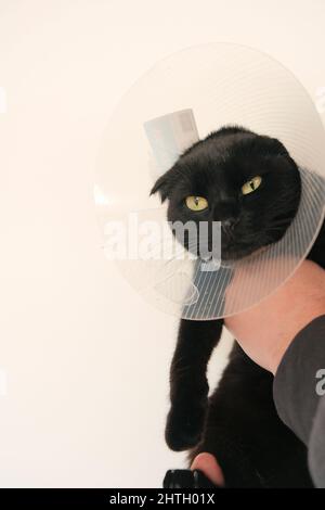 Katze in einem Anti Bite Sicherheit Halsband . Schwarze Katze in den Händen auf weißem Hintergrund.Heilung Schutzkegel für Haustiere.Prüfung Katze mit einem Tierarzt Stockfoto