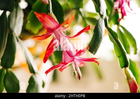 Schöne Frühling Schlumbergera Blume aus nächster Nähe. Rosafarbene Knospe des Zygocactus. Home Pflanzen und Gartenkonzept. Stockfoto