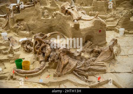 Aktive Ausgrabungsstätte und Museum mit einem Sinkloch aus der Pleistozän-Zeit, das fossile Mammutknochen in Hot Springs, South Dakota, enthält Stockfoto