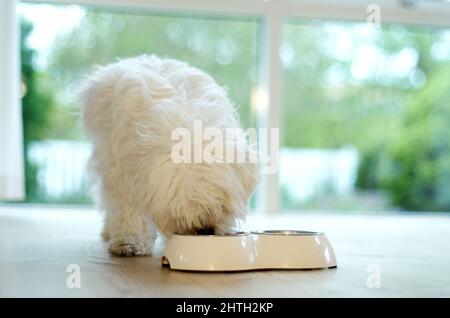 Pellets... mein Favorit. Ein flauschiger Hund, der zu Hause aus seiner Futterschüssel isst. Stockfoto