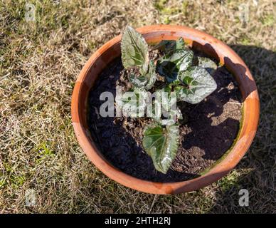 Cyclamen schöne Pflanzen im Frühling Stockfoto