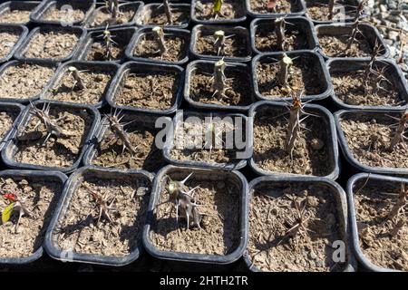Zwerg-Pflanzen von der neuen Pflanze „Muhorbia Milii“ Stockfoto