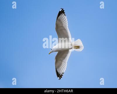 Fliegende Möwe mit weit geöffneten Flügeln. Stockfoto