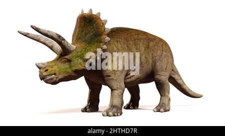 Triceratops horridus, Dinosaurier isoliert auf weißem Hintergrund, Vorderansicht Stockfoto