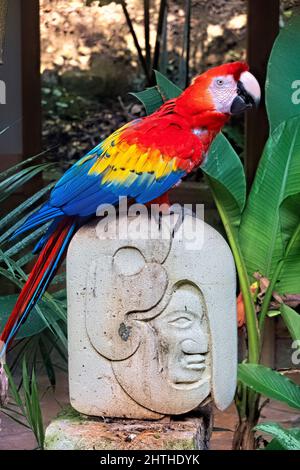 Scharlachrote Aras (Ara macao) aus der Nähe, Copan, Honduras Stockfoto