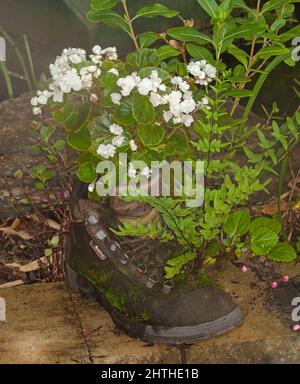 Container Gartenarbeit - weiße Blumen und Laub der Bettwäsche Begonia, Begonia semperflorens und Farn wachsen zusammen in alten recycelten Lederstiefel Stockfoto