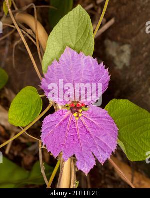 Ungewöhnliche lila / rosa Blume und grüne Blätter der Kletterpflanze / Rebe, Dalechampia aristolochiifolia, Seide Crepe Blume Stockfoto