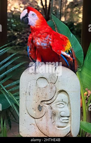 Scharlachrote Aras (Ara macao) aus der Nähe, Copan, Honduras Stockfoto