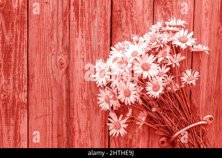 Blumenstrauß Kamille Blumen in Türgriff auf alten hölzernen Hintergrund getönte trendige Korallenfarbe des Jahres 2019. Platz kopieren Vorlage Postkarte für Briefpapier Stockfoto