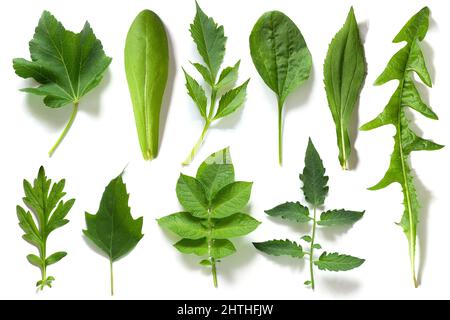 Set, Sammlung von grünen Blättern verschiedener Pflanzen isoliert auf weißem Hintergrund. Stockfoto