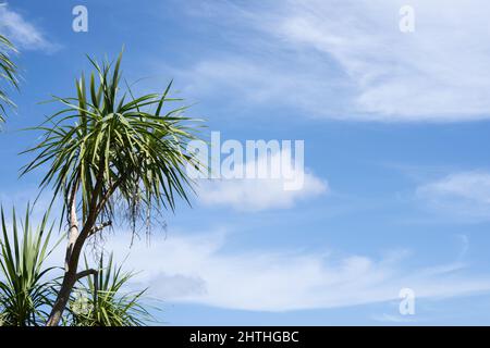 Cordyline oder neuseeländischer Kohlbaum auf der linken Seite des Bildes gegen den blauen Himmel mit weißen geschwollenen Zirruswolken. Stockfoto