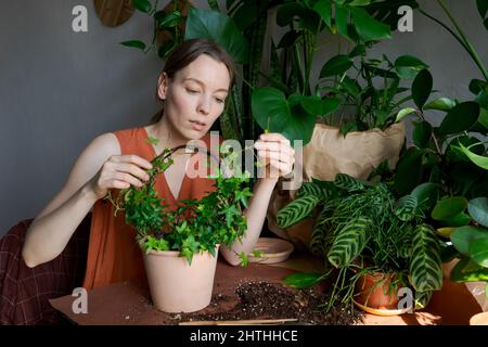 Frühling Arbeit Zimmer Pflege, Houseplant Entsagung. Aufwachen von Zimmerpflanzen für den Frühling. Eine Frau transplantiert eine Pflanze zu Hause in einen neuen Topf. Gärtner Transplantationsanlage. Selektiver Fokus Stockfoto