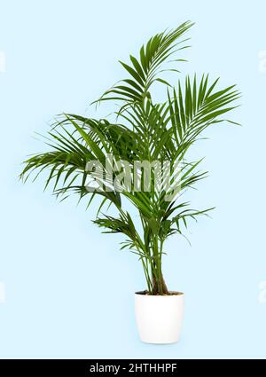Gesunde grüne Kentia-Palme, die in einem weißen Blumentopf auf einem blauen Hintergrund wächst, mit Copyspace in einer Seitenansicht Stockfoto