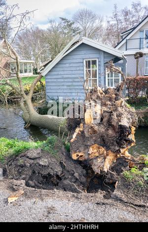 Ein Baum ist aufgrund starker Windböen während des Sturms „Eunice“ im Februar 2022 ins Wasser gefallen. Stockfoto