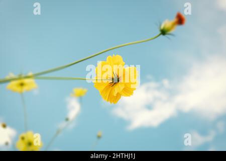 Cosmos Flowers Bloom Against Blue Sky Hintergrund, Nahaufnahme von Cosmos Flower Blossom am Morgen. Selektiver Fokus der natürlichen Kosmos Blume Pflanze Blo Stockfoto