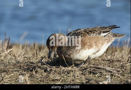 Eine weibliche Wigeon, Anas penelope, füttert am Ufer am Rande eines Sees Stockfoto