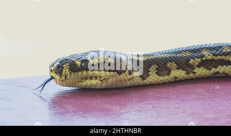 Nahaufnahme einer Südwest-Teppich-Python (Morelia spilota imbricata) mit gespaltener, flippender Zunge, einer fast bedrohten Spezies der australischen Schlange, Manypeak Stockfoto