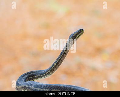 Nahaufnahme einer Südwest-Teppich-Python (Morelia spilota imbricata) mit aufgehobenem Körper, einer fast bedrohten Spezies der australischen Schlange, Manypeaks in der Nähe Stockfoto