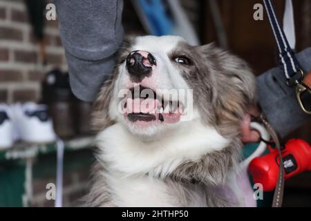 Nahaufnahme eines Border Collie Hundes Stockfoto