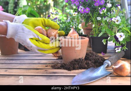 Schließen Sie an der Hand der Gartenarbeit, die eine Blumenzwiebel in einem Topf hält, der auf einen Tisch im Garten gelegt wird Stockfoto