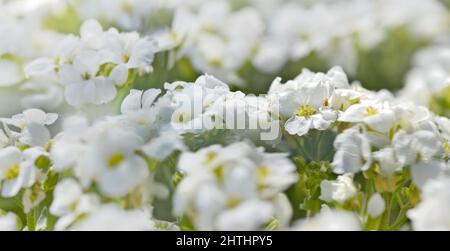 Nahaufnahme von kleinen weißen hübschen Blüten einer Pflanze bedeckt Stockfoto