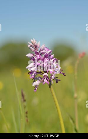 Orchis militaris, Helm Knabenkraut Stockfoto