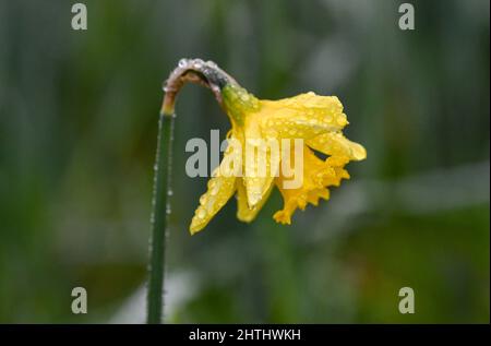 Brighton UK 1. March 2022 - Narzissen blühen in Brighton an einem nebligen ersten Frühlingstag durch den meteorologischen Kalender, der am 1.. März beginnt : Credit Simon Dack / Alamy Live News Stockfoto