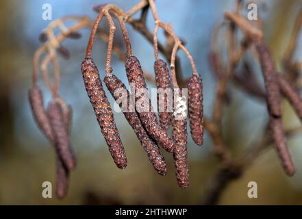 Erlenkätzchen entwickeln sich im Winter, öffnen sich aber nur und zeigen den gelben Pollen, der Blüten hervorbringt, als Frühlingseinbruch. Stockfoto