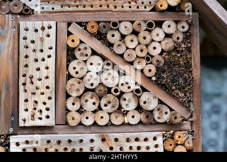 Wilde Bienen prob. freimaurerbiene Osmia auf einem künstlichen Nisthilfe Insektenhotel Stockfoto