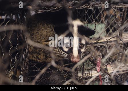 CHINA guandxou Racoon Chinping Markt Restaurant Tierkäfig zu essen Stockfoto