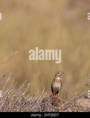 Waldpfeifenvögel-Porträt während der Winterwanderung am Tal chhapar india - Anthus campestris Stockfoto