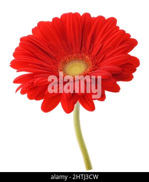 Rote Gerbera Blumen auf weißem Hintergrund Stockfoto
