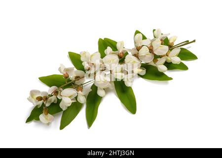 Schwarzer Heuschreckenzweig und Blumen isoliert auf weißem Hintergrund Stockfoto