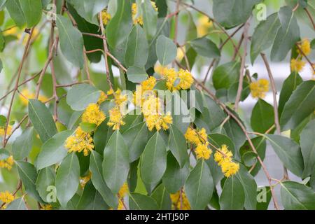 Azara petiolaris immergrüner Strauch oder kleiner Baum mit duftenden gelben Blüten Stockfoto