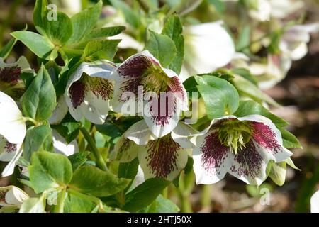 Helleborus x hybridus White Lady Spotted Christmas Rose Flowers tassenförmige weiße Blüten mit roten Flecken und gelben Staubgefäßen Stockfoto