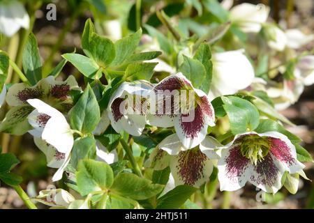 Helleborus x hybridus White Lady Spotted Christmas Rose Flowers tassenförmige weiße Blüten mit roten Flecken und gelben Staubgefäßen Stockfoto