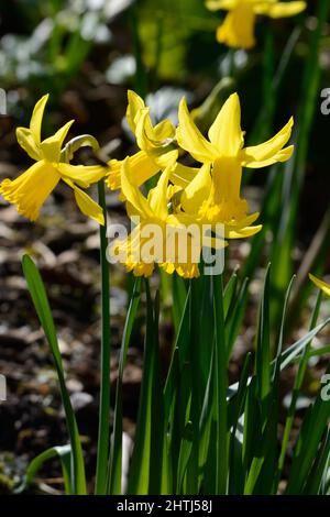 Narcissus Februar Gold früh blühende Narzissenblüten klassische Zwergdaffodilblüte Stockfoto