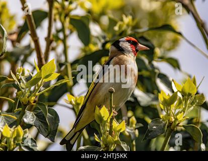 Nahaufnahme des europäischen Goldfinkens oder einfach des Goldfinkens. Carduelis carduelis. Stockfoto