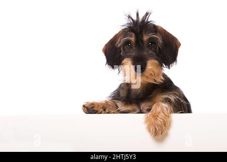 Dackel-Welpe schaut über eine Wand Stockfoto