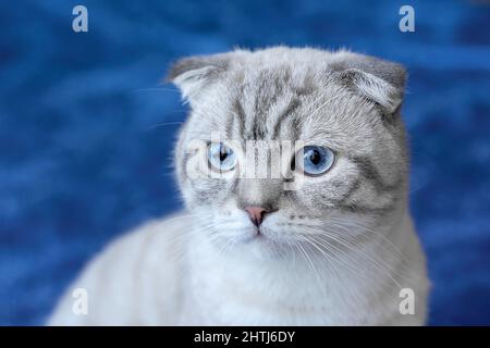 Porträt einer lumpohrigen Katze mit blauen Augen auf blauem unfokussierten Hintergrund. Selektiver Fokus Stockfoto