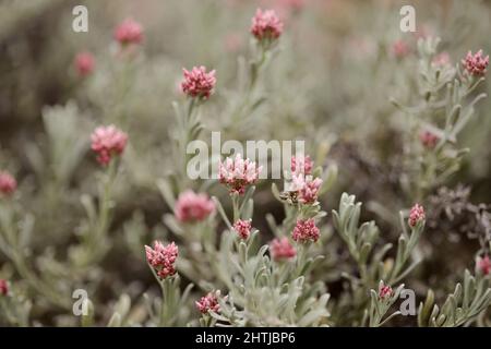 Flora von Lanzarote - Helichrysum monogynum, rote Baumwollwolle ewige, anfällige Arten endemisch auf der Insel Stockfoto