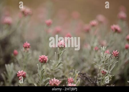 Flora von Lanzarote - Helichrysum monogynum, rote Baumwollwolle ewige, anfällige Arten endemisch auf der Insel Stockfoto
