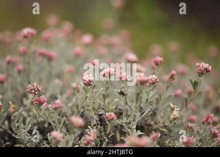 Flora von Lanzarote - Helichrysum monogynum, rote Baumwollwolle ewige, anfällige Arten endemisch auf der Insel Stockfoto