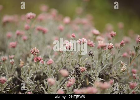 Flora von Lanzarote - Helichrysum monogynum, rote Baumwollwolle ewige, anfällige Arten endemisch auf der Insel Stockfoto