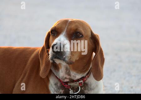 Porträt eines süßen, braunen Hundes mit rotem Kragen. Es hat lange Ohren. Der Hund sieht sehr weit nachdenklich aus. Stockfoto